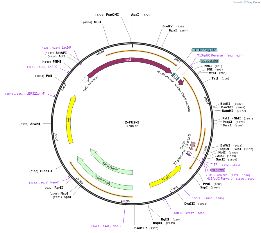166561-plasmid-map-sequence-id-328321