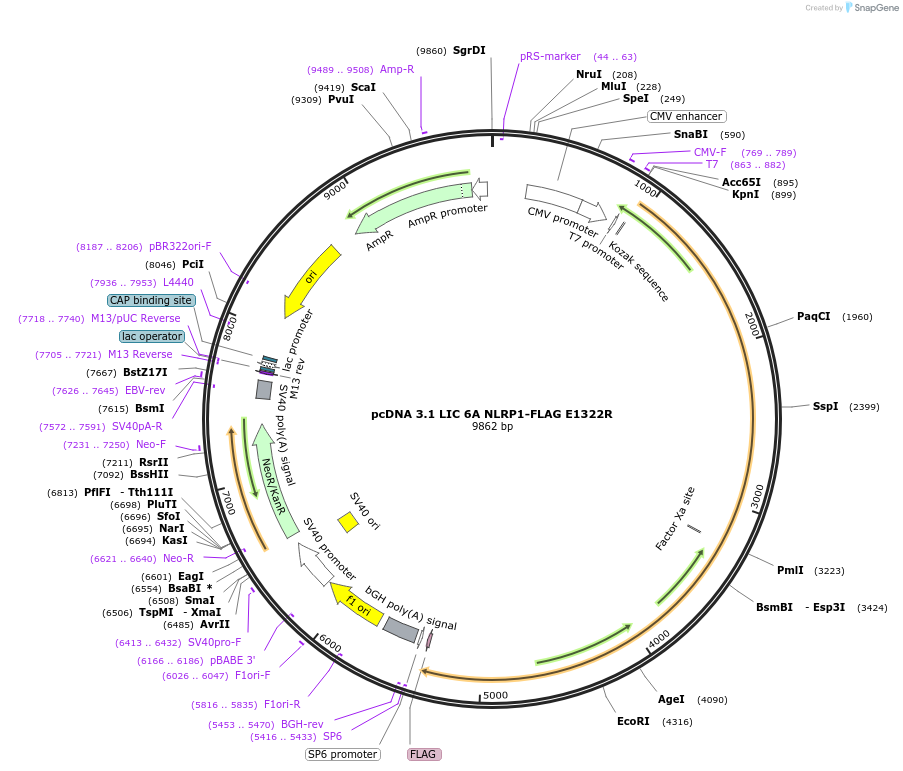 166809-plasmid-map-sequence-id-328329