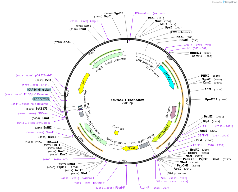 166231-plasmid-map-sequence-id-328333