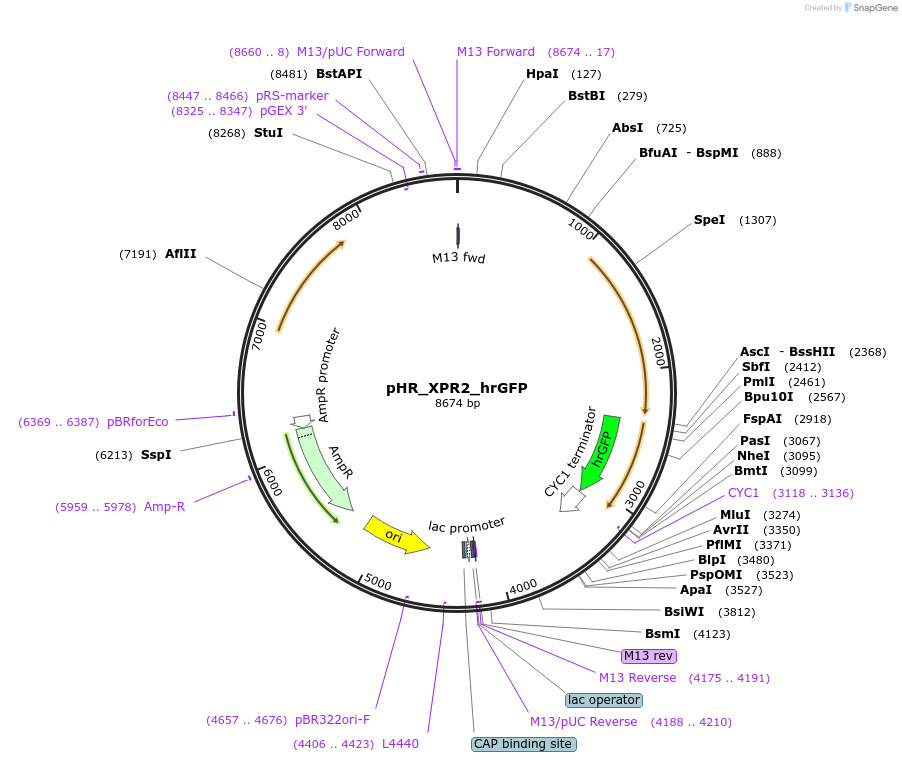 84614-plasmid-map-sequence-id-328347