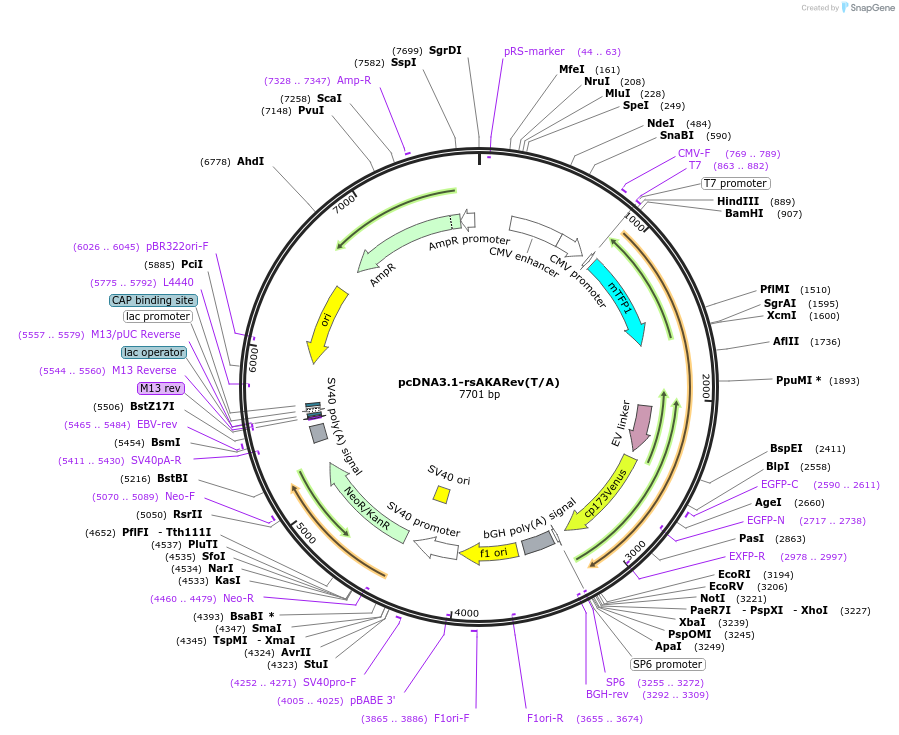 166232-plasmid-map-sequence-id-328354