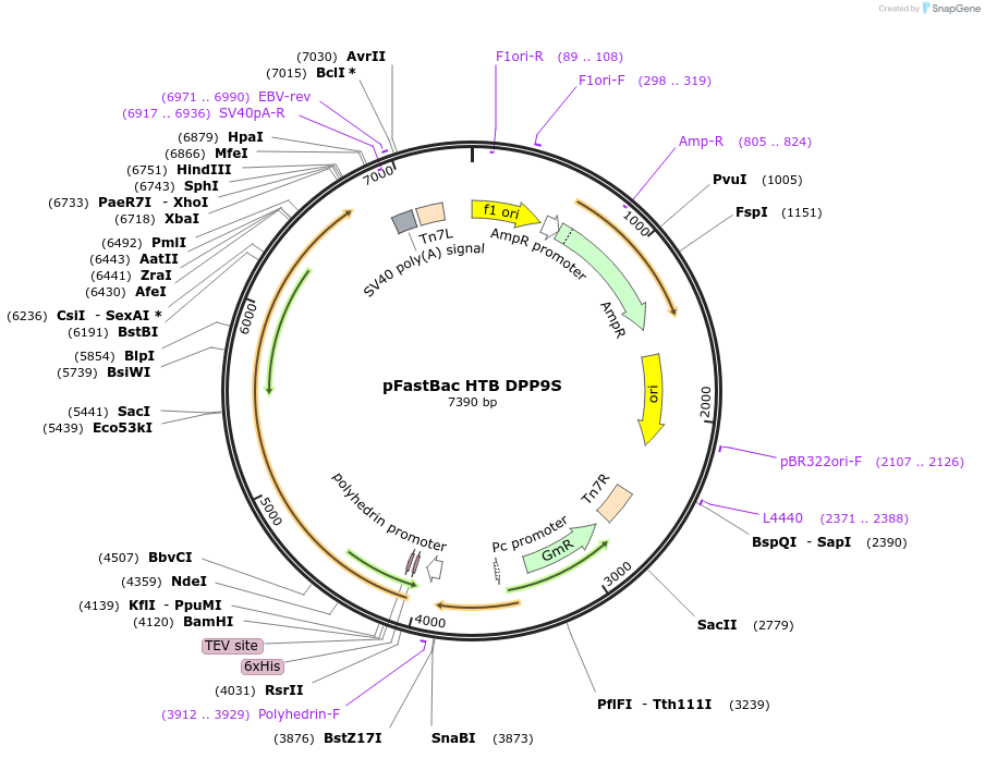 166787-plasmid-map-sequence-id-328373