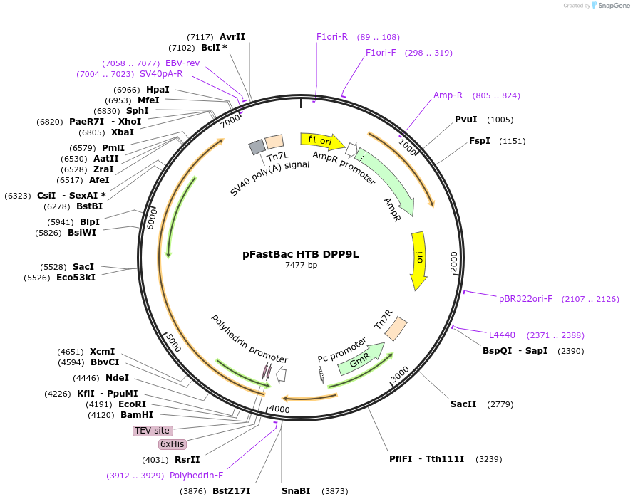 166788-plasmid-map-sequence-id-328375