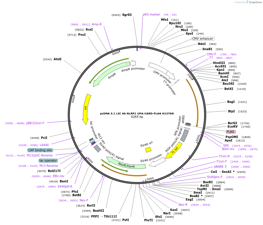 166812-plasmid-map-sequence-id-328391