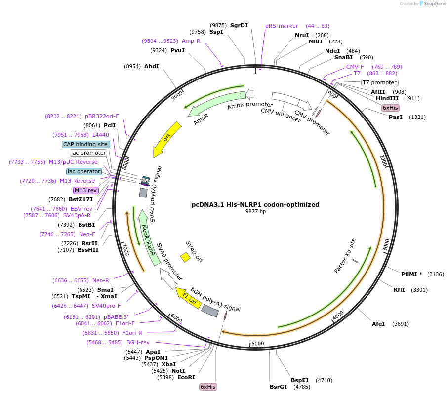 166833-plasmid-map-sequence-id-328404