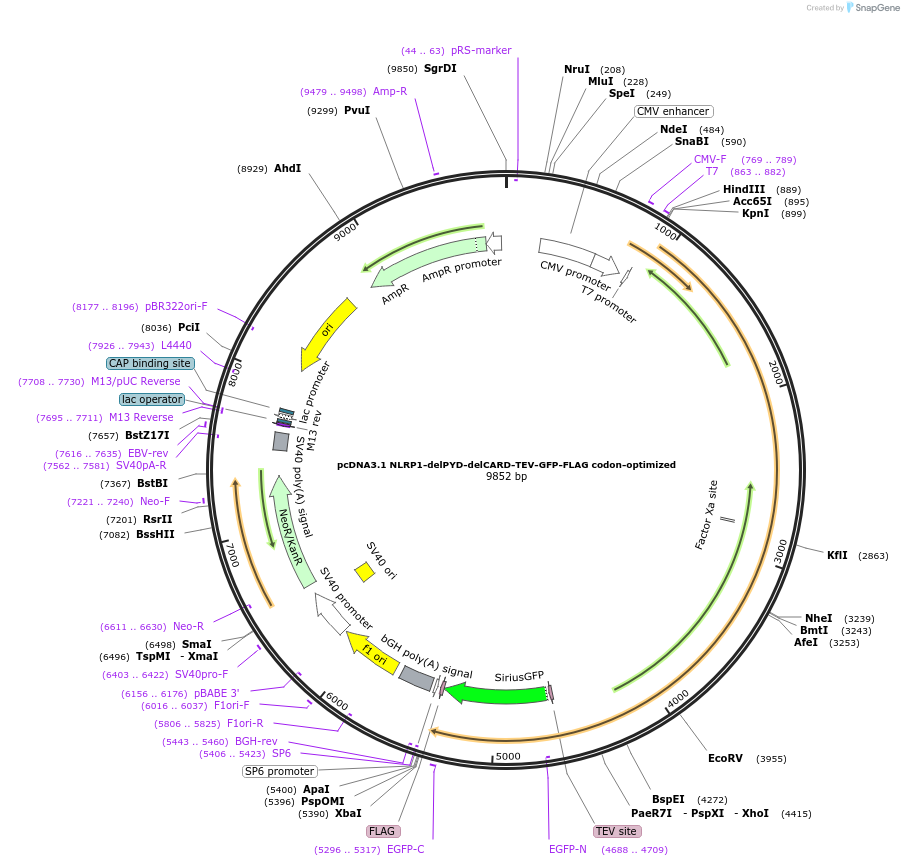 166834-plasmid-map-sequence-id-328405