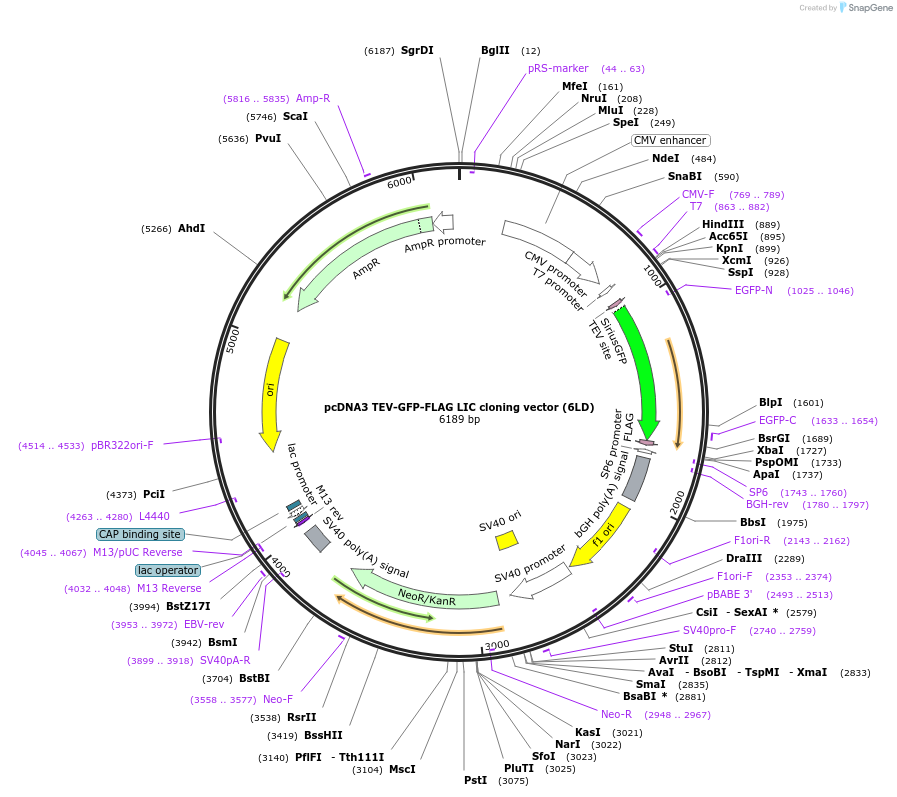 166835-plasmid-map-sequence-id-328407