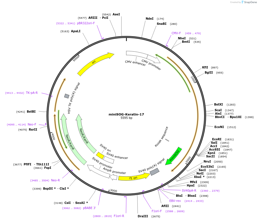 57770-plasmid-map-sequence-id-328410