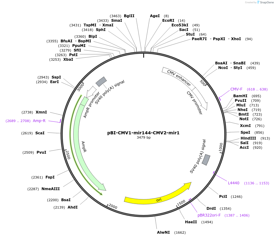 164634-plasmid-map-sequence-id-328512