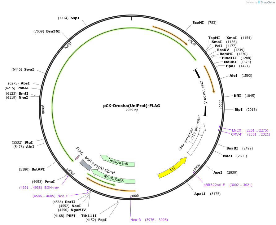 164690-plasmid-map-sequence-id-328517