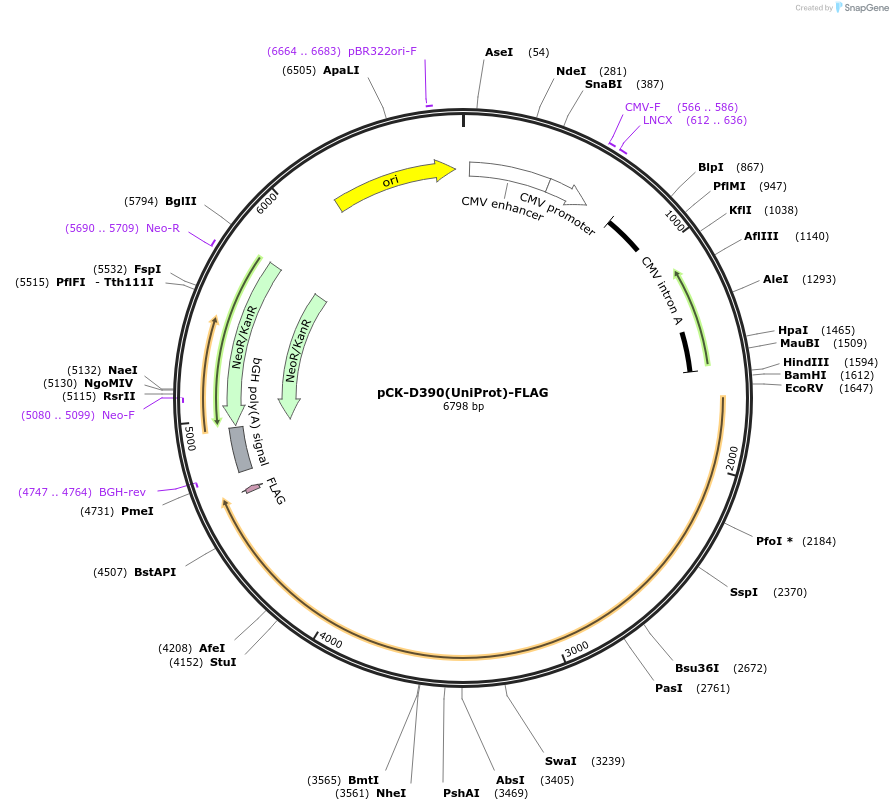 164692-plasmid-map-sequence-id-328519