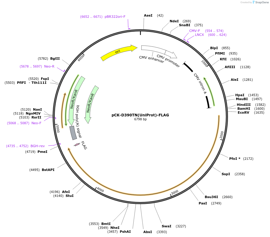 164693-plasmid-map-sequence-id-328520