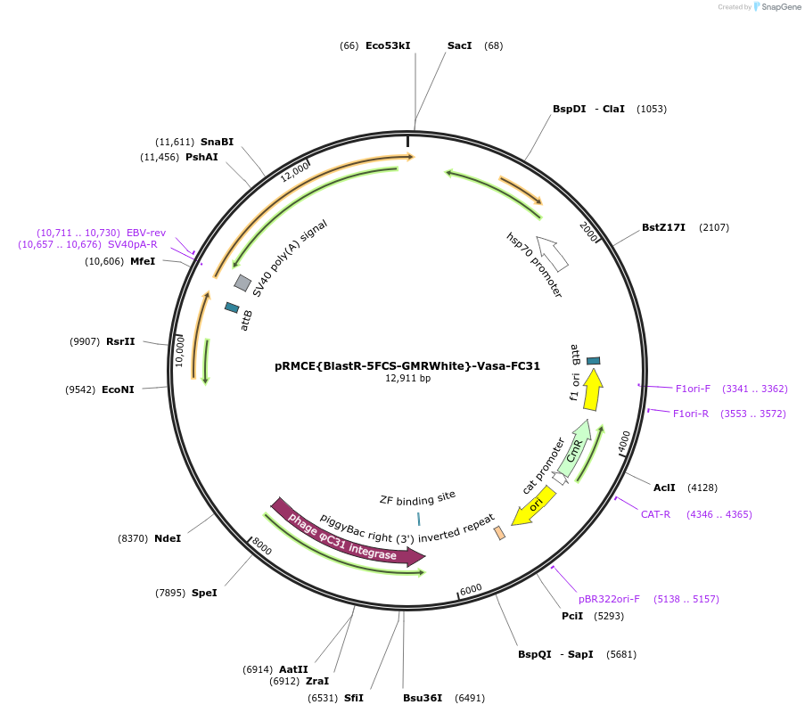 165889-plasmid-map-sequence-id-328533