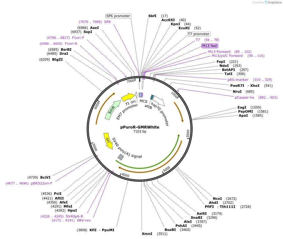 165884-plasmid-map-sequence-id-328535
