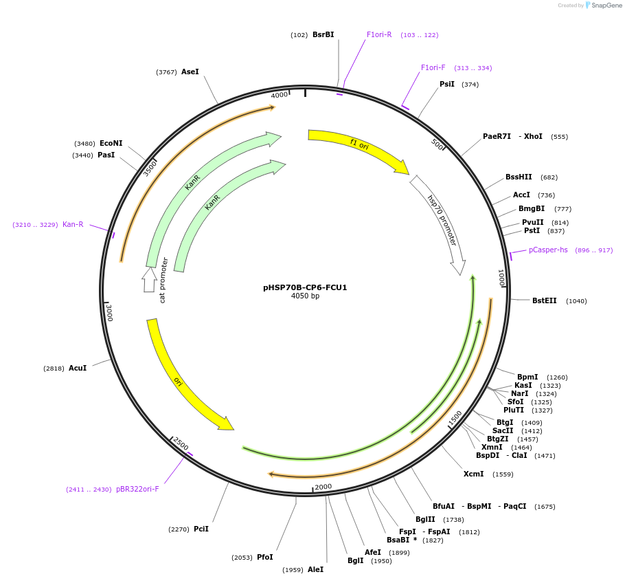 165882-plasmid-map-sequence-id-328541