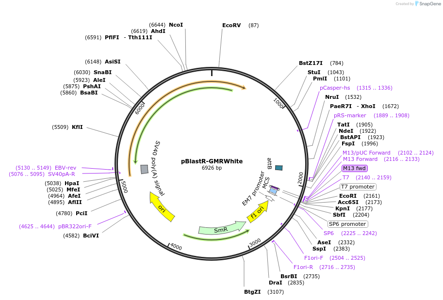 165885-plasmid-map-sequence-id-328542