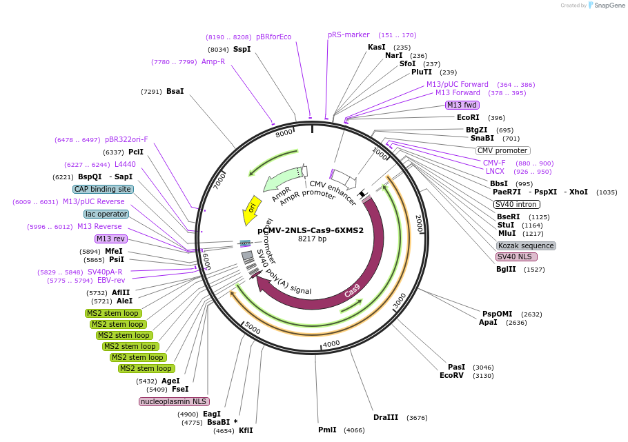 166033-plasmid-map-sequence-id-328543