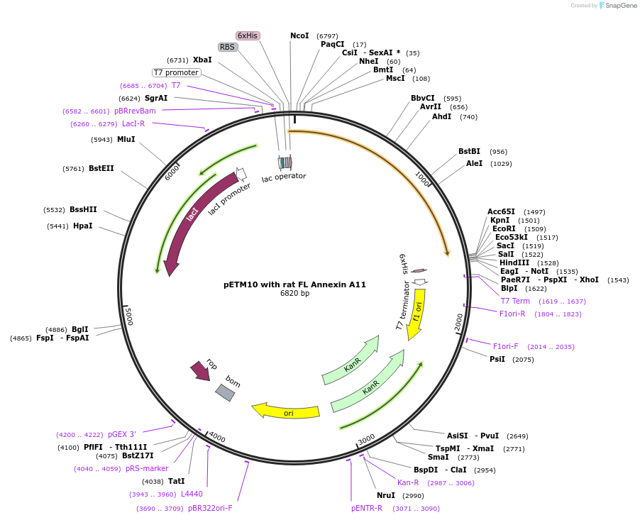 164496-plasmid-map-sequence-id-328545