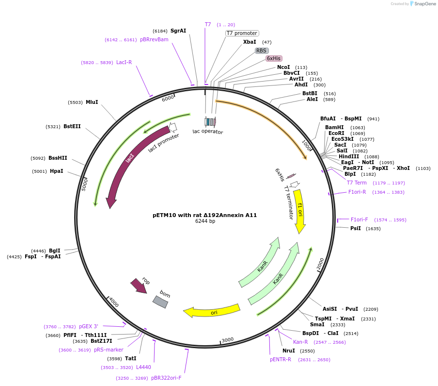 164498-plasmid-map-sequence-id-328547