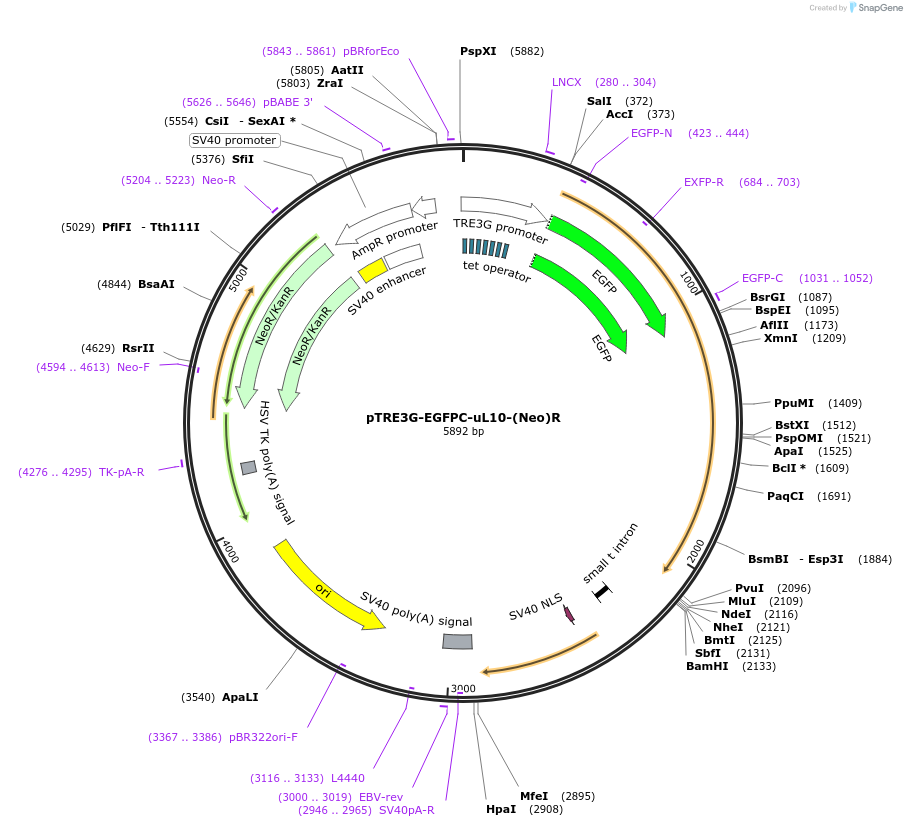 158069-plasmid-map-sequence-id-328552