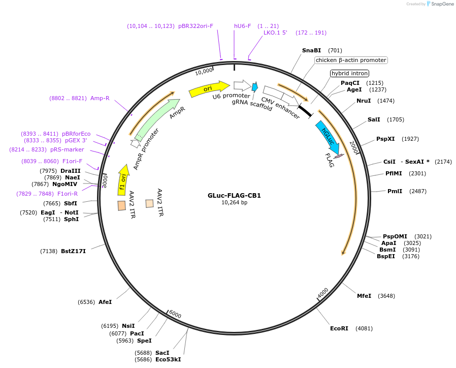 158066-plasmid-map-sequence-id-328558
