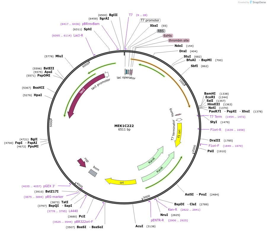 164638-plasmid-map-sequence-id-328559