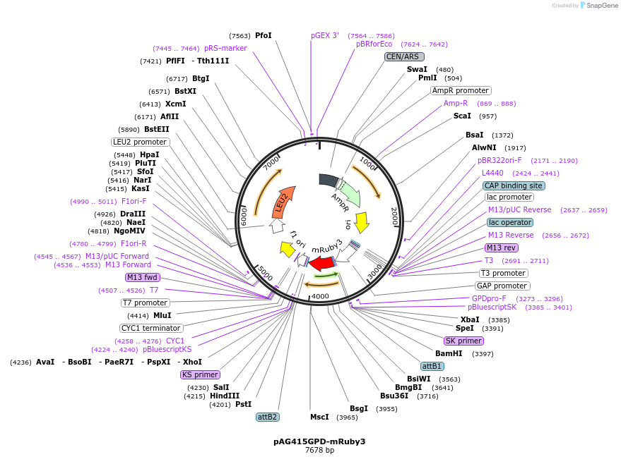 166138-plasmid-map-sequence-id-328574