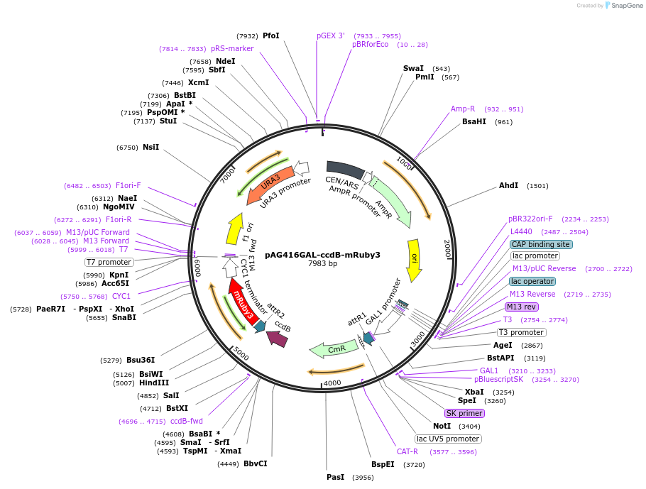 166139-plasmid-map-sequence-id-328575