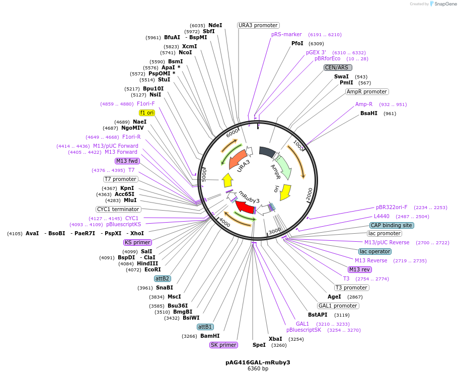 166141-plasmid-map-sequence-id-328577