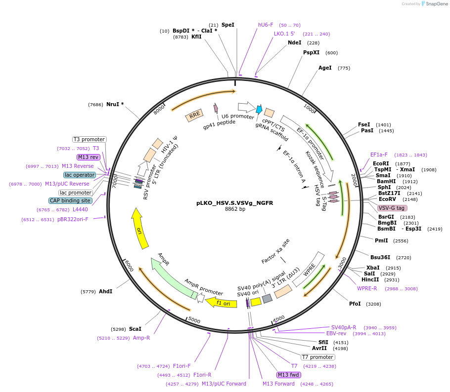 158281-plasmid-map-sequence-id-328581