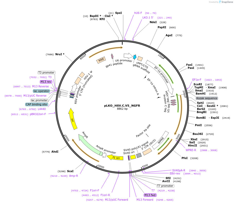 158282-plasmid-map-sequence-id-328582