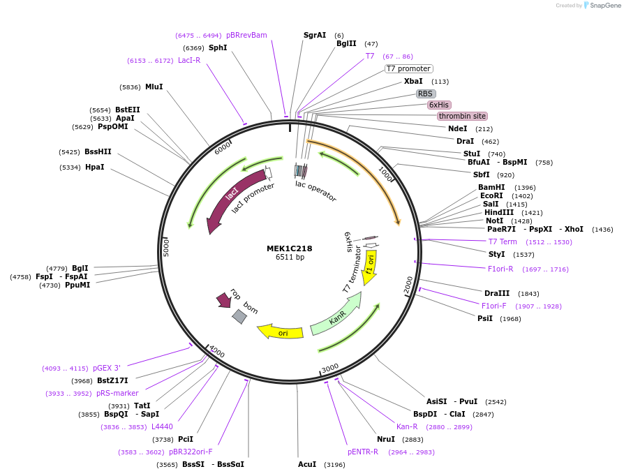 164639-plasmid-map-sequence-id-328774