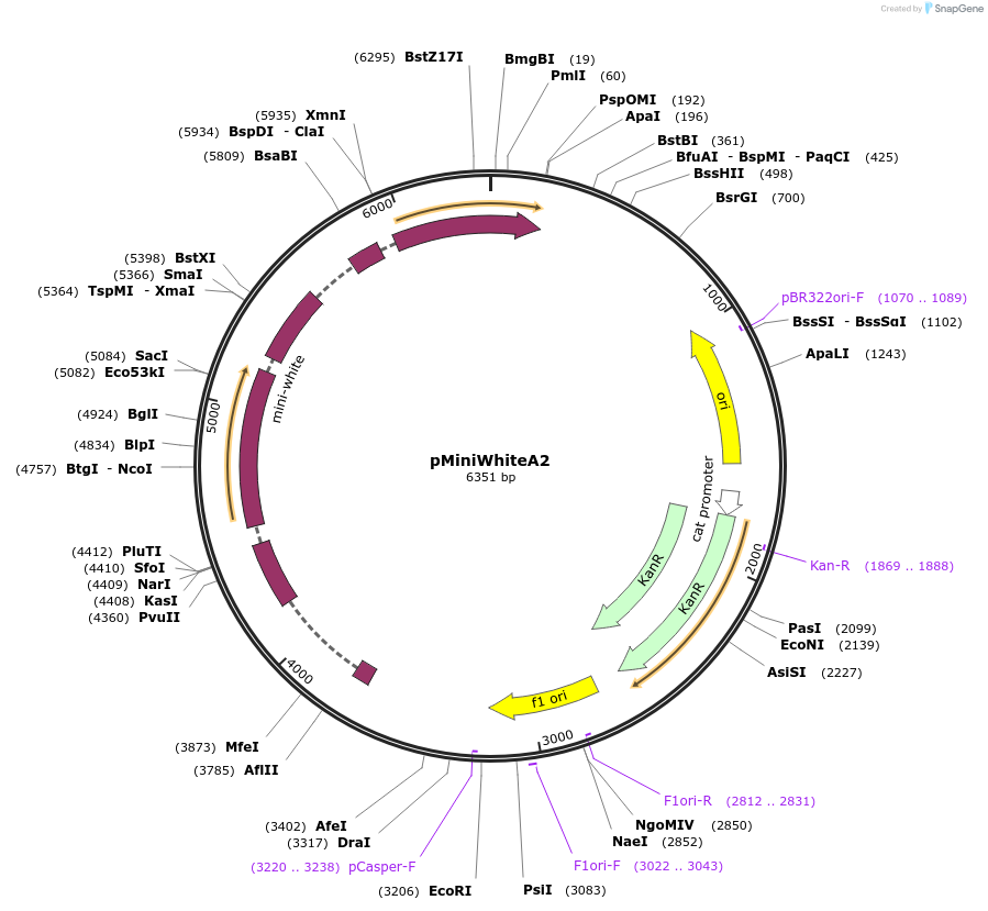 165873-plasmid-map-sequence-id-328791