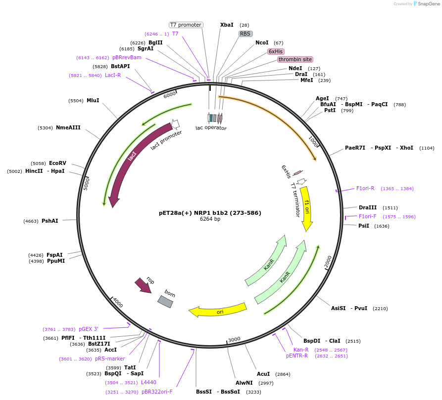 162733-plasmid-map-sequence-id-328794