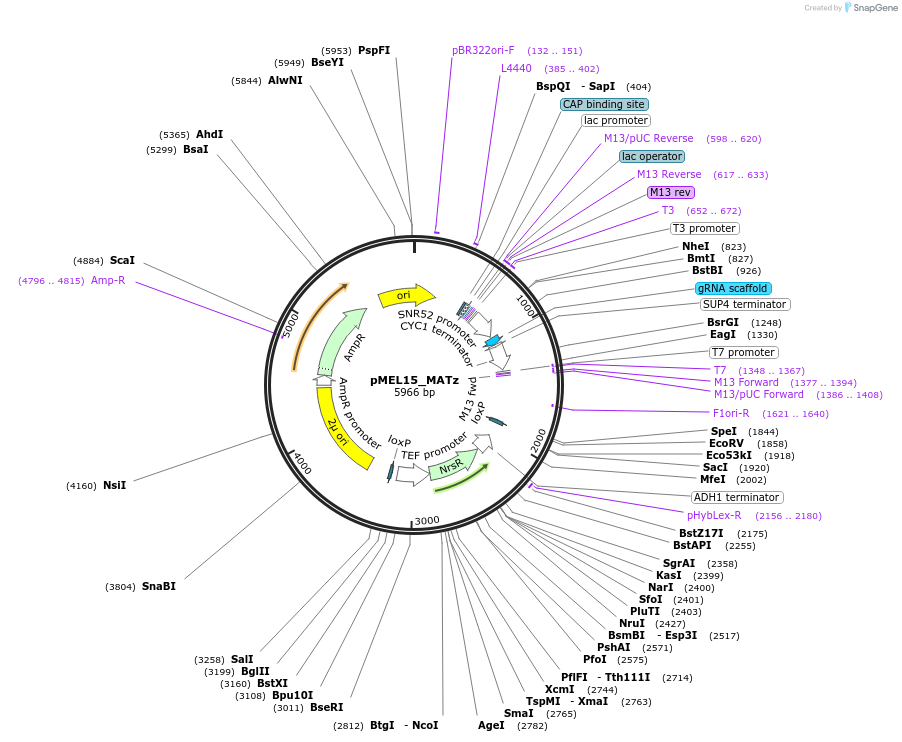 166099-plasmid-map-sequence-id-328795