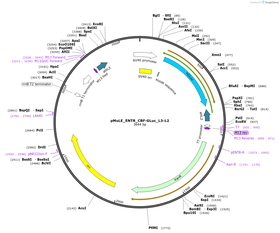 113868-plasmid-map-sequence-id-328797