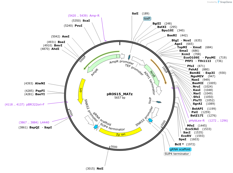 166100-plasmid-map-sequence-id-328822