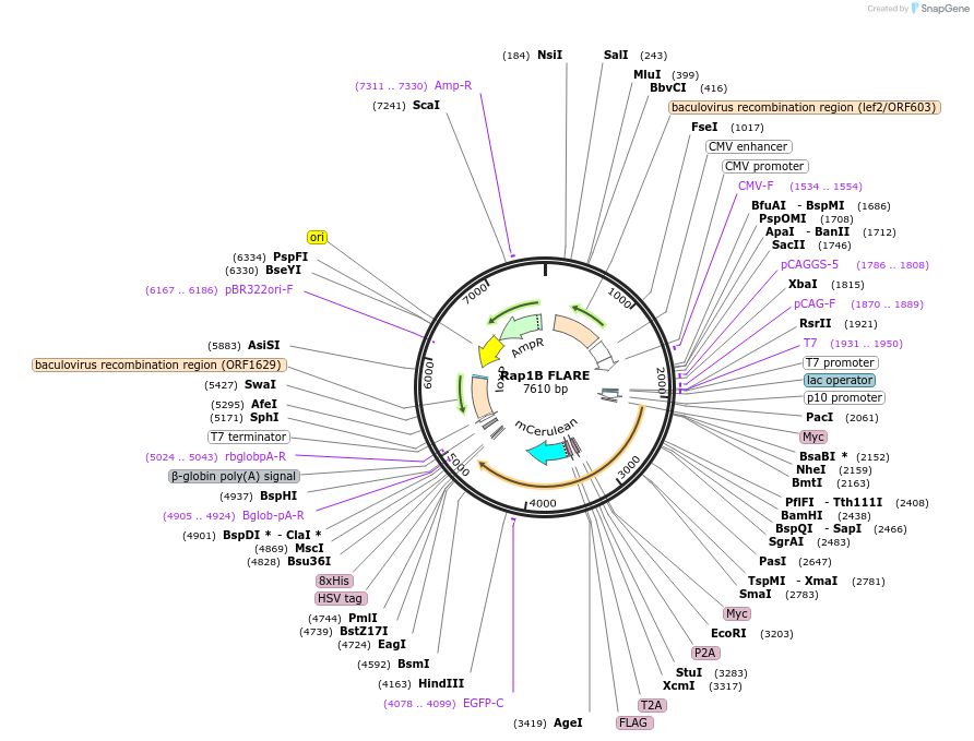 134927-plasmid-map-sequence-id-328835