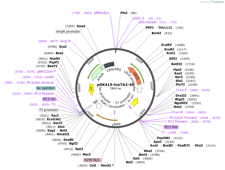 165971-plasmid-map-sequence-id-328836