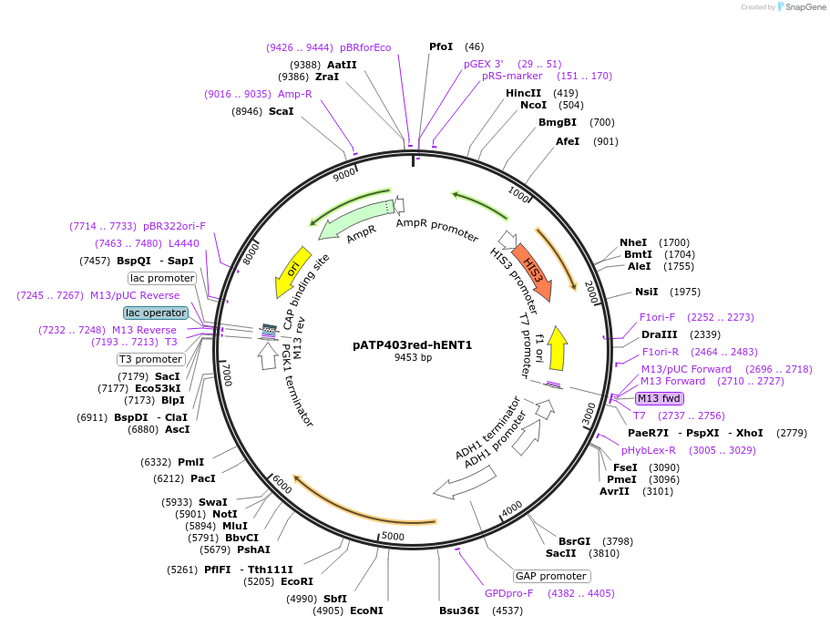 166027-plasmid-map-sequence-id-328860