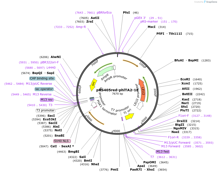 166029-plasmid-map-sequence-id-328862
