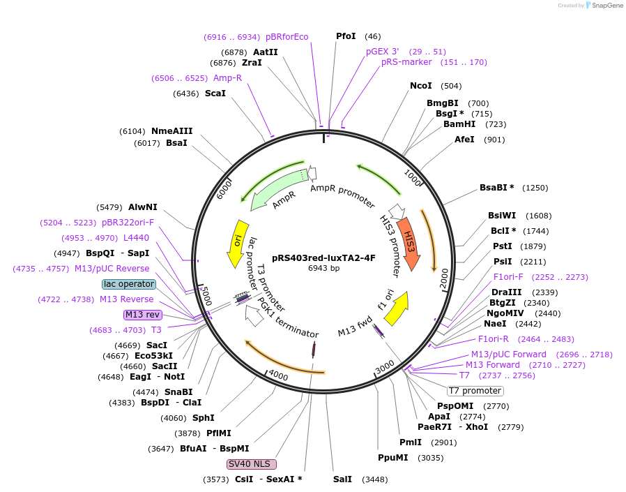 166030-plasmid-map-sequence-id-328863