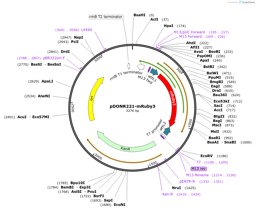 166136-plasmid-map-sequence-id-328876