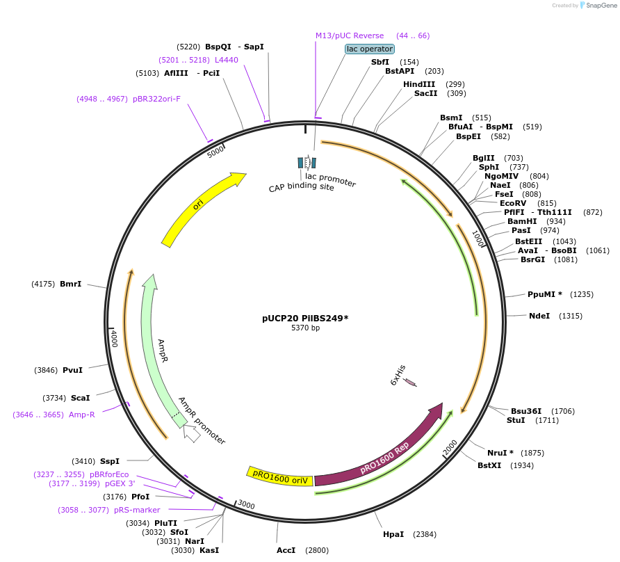 162859-plasmid-map-sequence-id-328882
