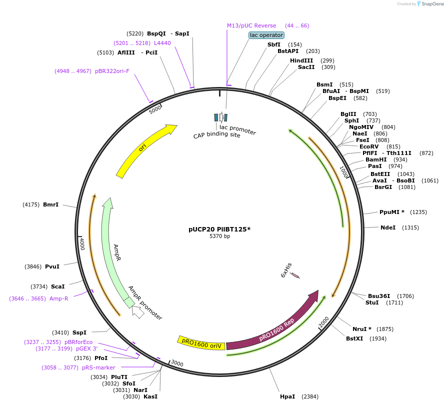 162853-plasmid-map-sequence-id-328885