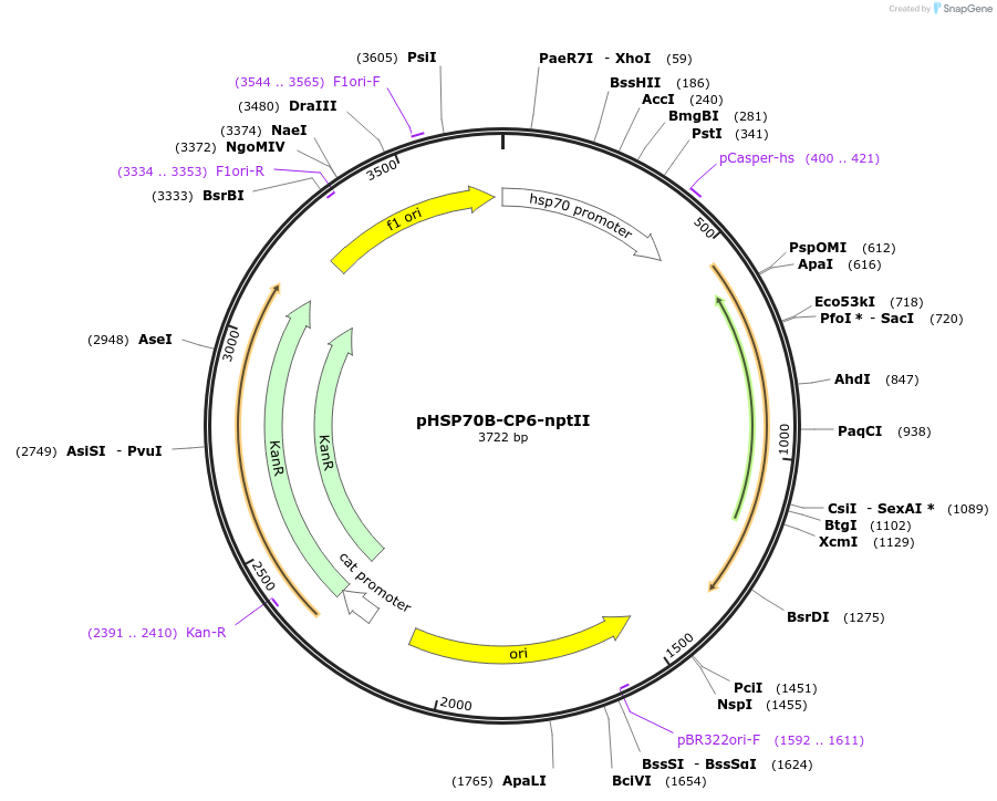165876-plasmid-map-sequence-id-328891