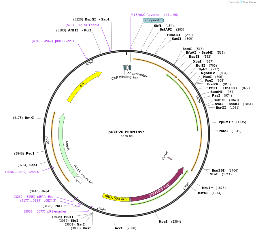 162854-plasmid-map-sequence-id-328901