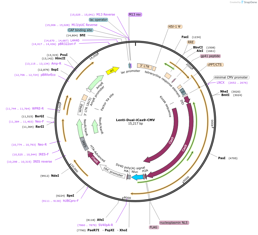 167500-plasmid-map-sequence-id-328922