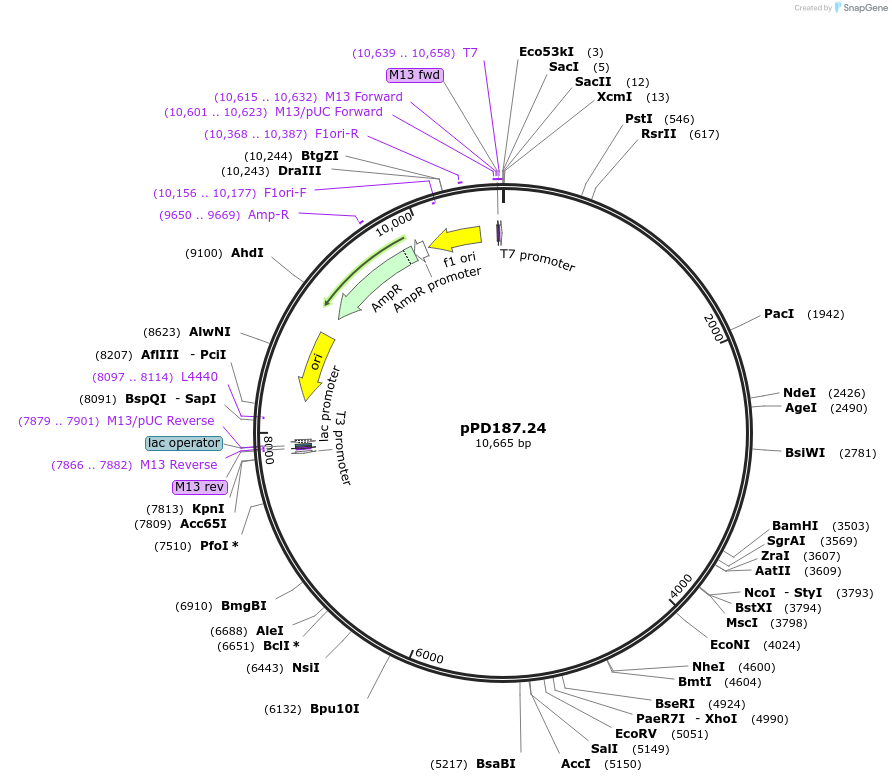 1723-plasmid-map-sequence-id-329