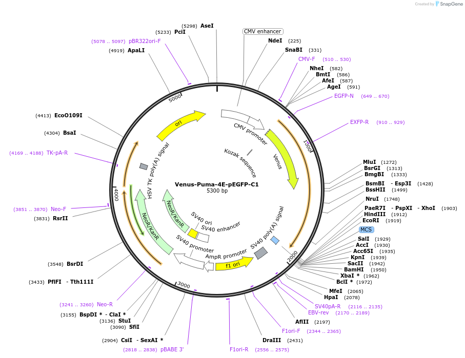 166746-plasmid-map-sequence-id-329007
